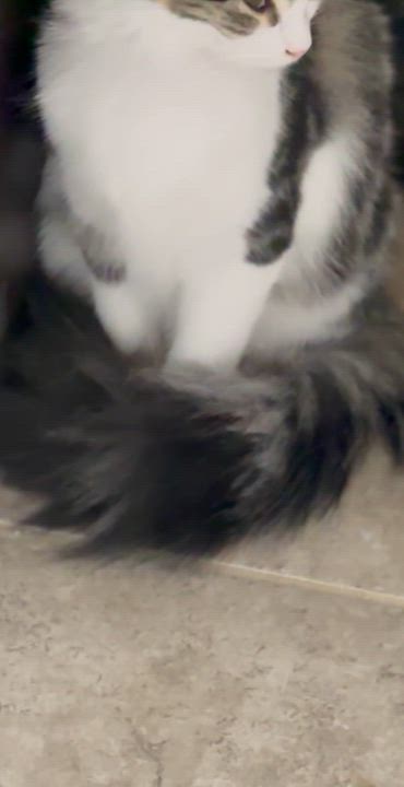 Enlarge Ram, a Adoptable Domestic Medium Hair in Woodstock, GA video 1/2