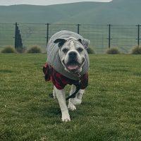 Spartacus, ADOPTABLE, Senior Male Boxer.