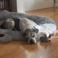 Enlarge Spartacus, a ADOPTABLE Boxer in Davis, CA image 3/5