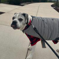 Enlarge Spartacus, a ADOPTABLE Boxer in Davis, CA image 2/5