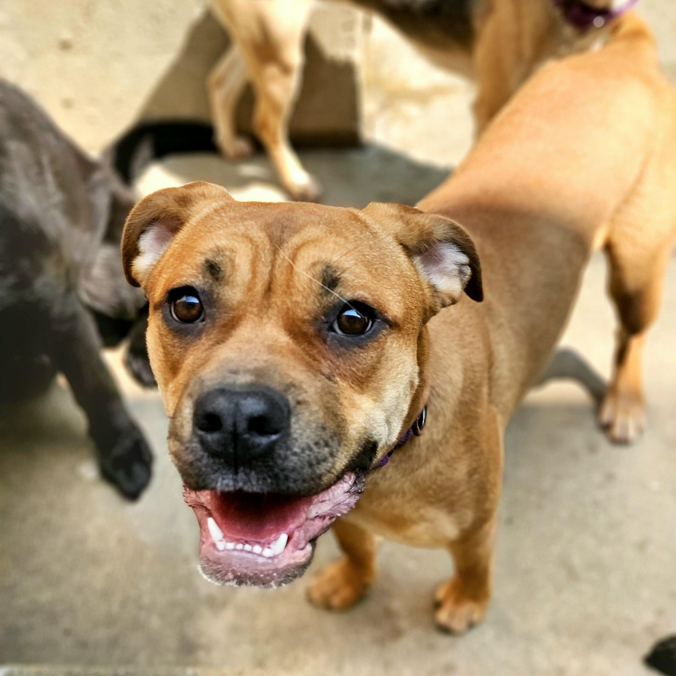 Enlarge Mardi (ADOPTED!), a Adopted mixed breed in Chicago, IL image 1/6