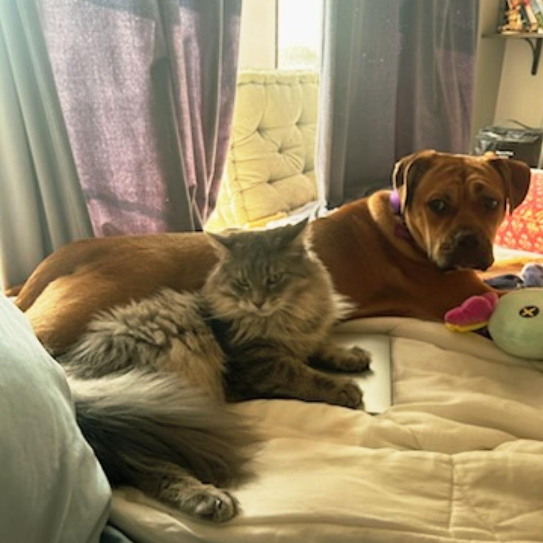 Enlarge Mardi (ADOPTED!), a Adopted mixed breed in Chicago, IL image 2/6