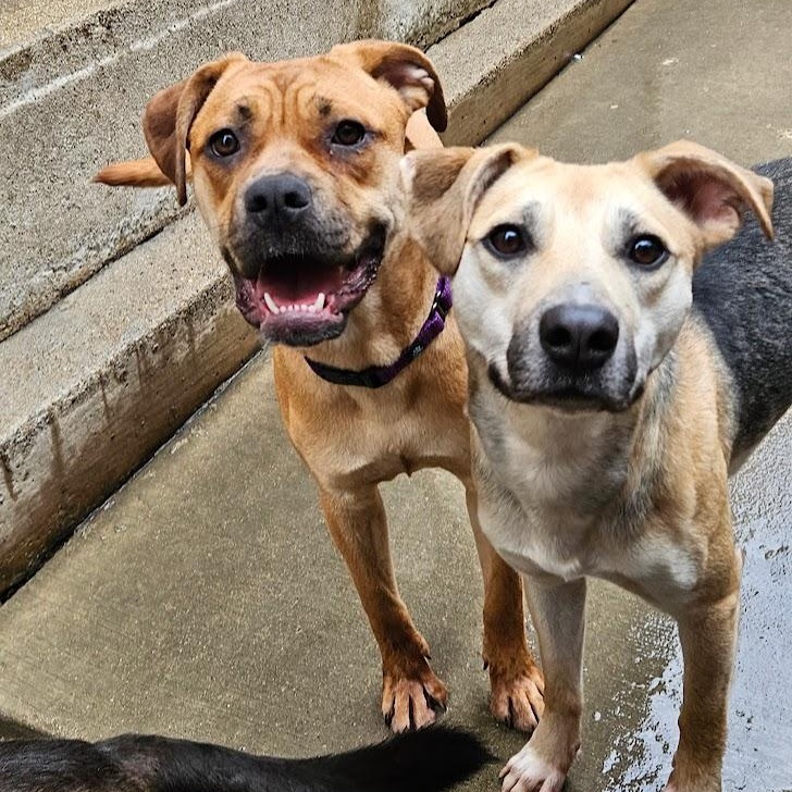 Enlarge Mardi (ADOPTED!), a Adopted mixed breed in Chicago, IL image 3/6