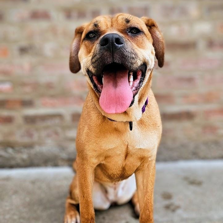 Enlarge Mardi (ADOPTED!), a Adopted mixed breed in Chicago, IL image 4/6