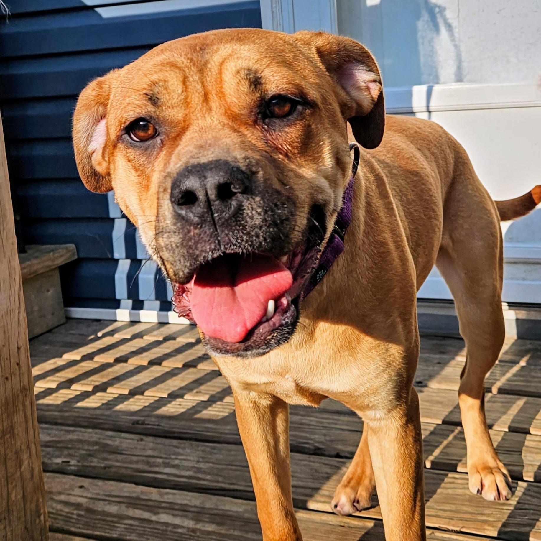 Enlarge Mardi (ADOPTED!), a Adopted mixed breed in Chicago, IL image 5/6