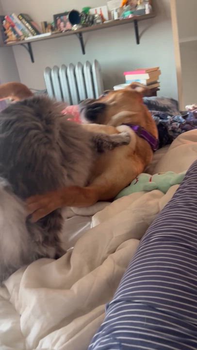 Enlarge Mardi (ADOPTED!), a Adopted mixed breed in Chicago, IL video 6/6