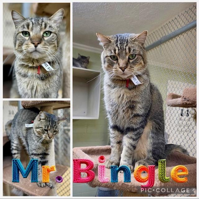 Mr. Bingle, adopted, Adult Male Domestic Short Hair.
