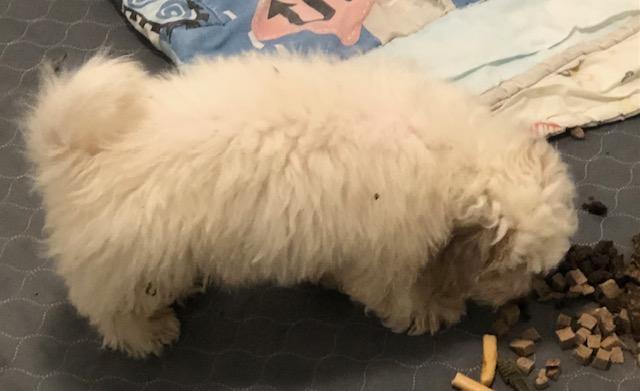 Enlarge Sparky, a ADOPTABLE mixed breed in Colleyville, TX image 3/3