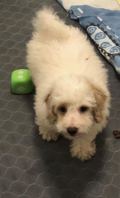 Enlarge Sparky, a ADOPTABLE mixed breed in Colleyville, TX image 2/3