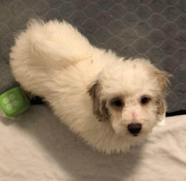 Enlarge Sparky, a ADOPTABLE mixed breed in Colleyville, TX image 1/3