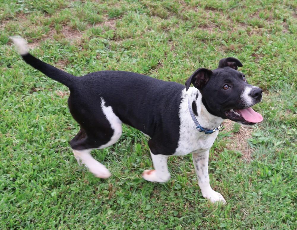 Enlarge Tux, a Adoptable mixed breed in Hartwell, GA image 2/6
