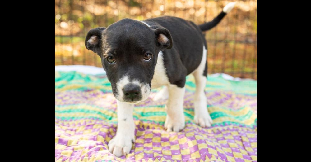 Enlarge Tux, a Adoptable mixed breed in Hartwell, GA image 1/1
