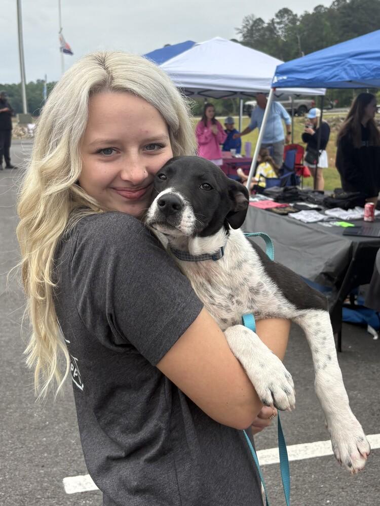 Enlarge Tux, a Adoptable mixed breed in Hartwell, GA image 2/6