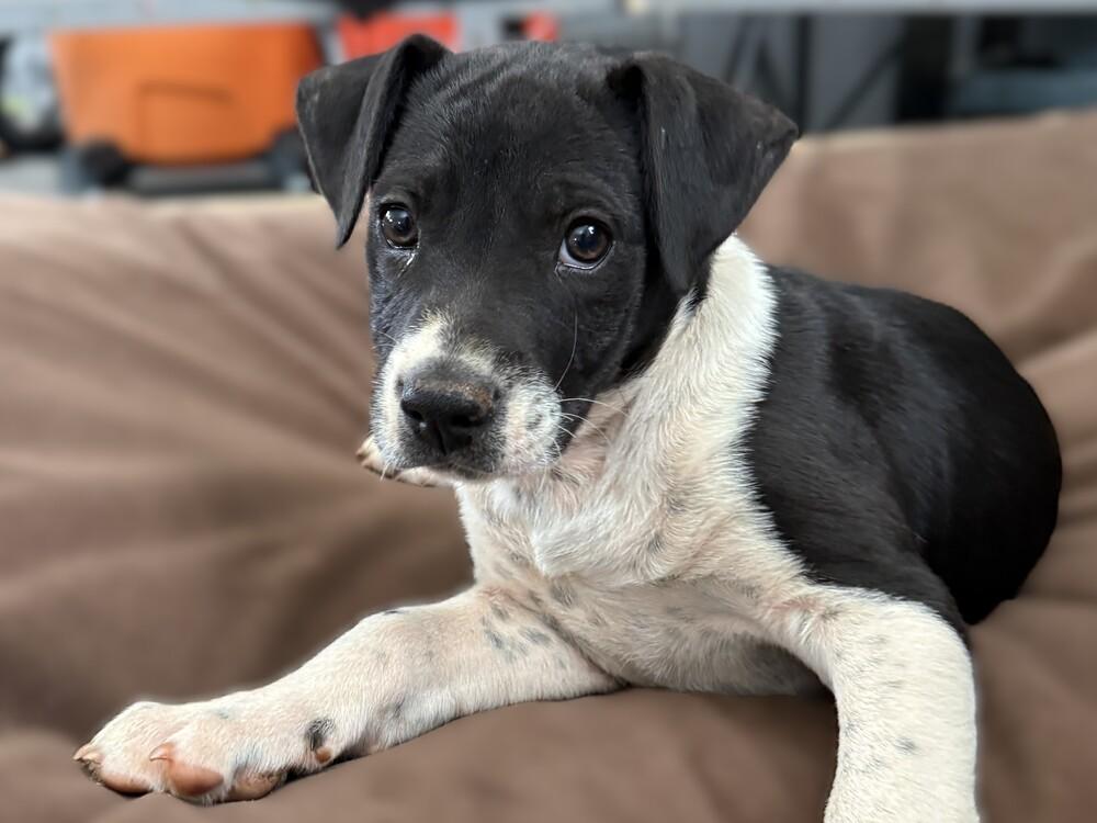 Enlarge Tux, a Adoptable mixed breed in Hartwell, GA image 6/6