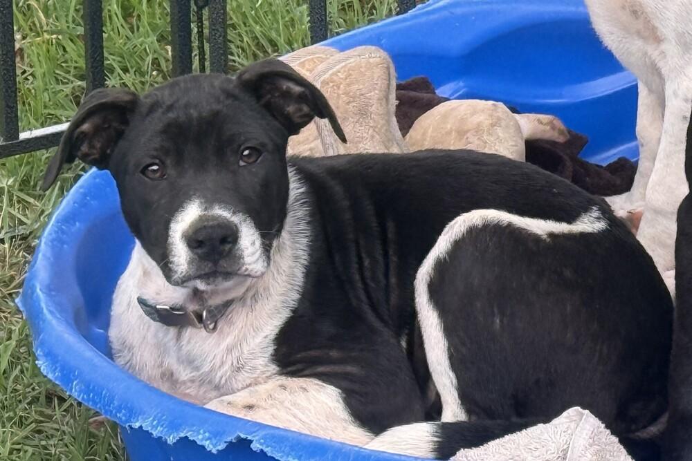 Enlarge Tux, a Adoptable mixed breed in Hartwell, GA image 3/6