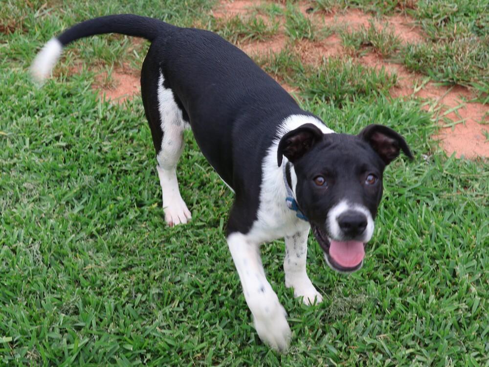 Enlarge Tux, a Adoptable mixed breed in Hartwell, GA image 4/6