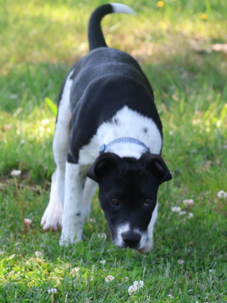 Enlarge Tux, a Adoptable mixed breed in Hartwell, GA image 4/6