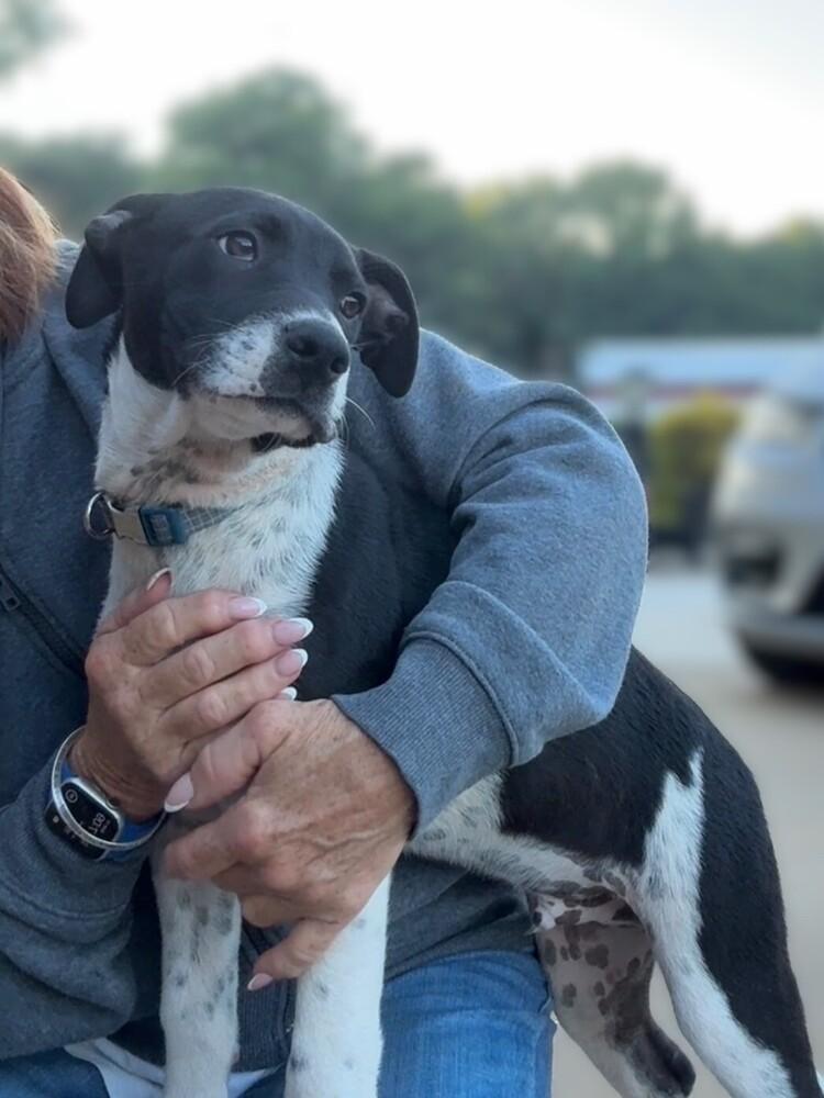 Enlarge Tux, a Adoptable mixed breed in Hartwell, GA image 5/6