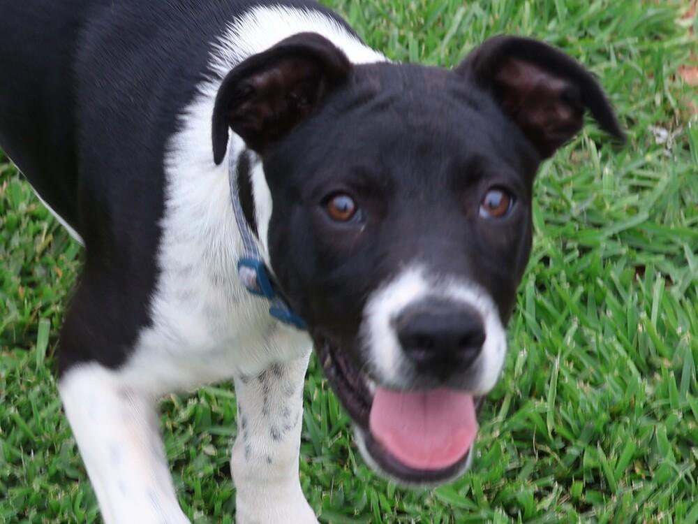 Tux, Adoptable, Puppy Male Labrador Retriever & Boxer.