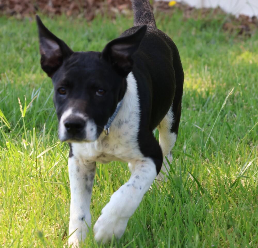 Enlarge Tux, a Adoptable mixed breed in Hartwell, GA image 6/6