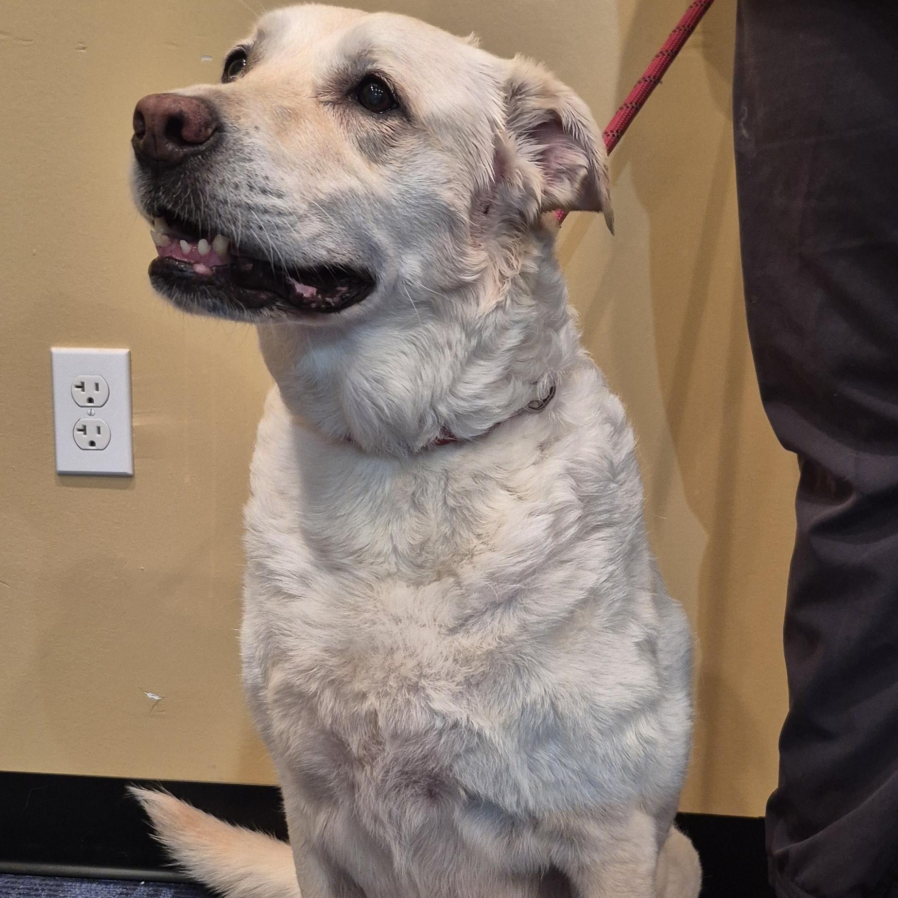 Honey, ADOPTABLE, Senior Female Yellow Labrador Retriever.
