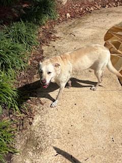 Enlarge Honey, a ADOPTABLE mixed breed in Tallahassee, FL image 3/4