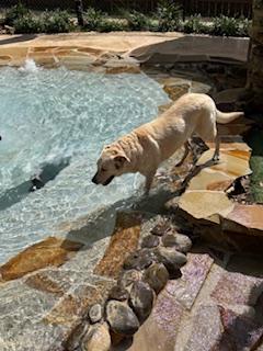 Enlarge Honey, a ADOPTABLE mixed breed in Tallahassee, FL image 4/4