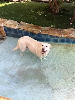 Enlarge Honey, a ADOPTABLE mixed breed in Tallahassee, FL image 2/4