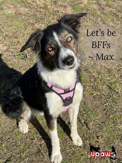 Enlarge Max, a Adoptable mixed breed in Gwinn, MI image 1/1