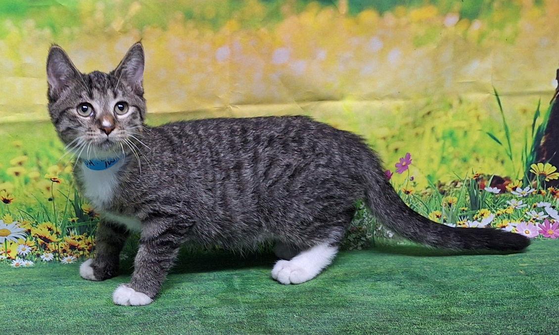 Enlarge 250798  Salt, a Adoptable Domestic Short Hair in Wetumpka, AL image 1/3