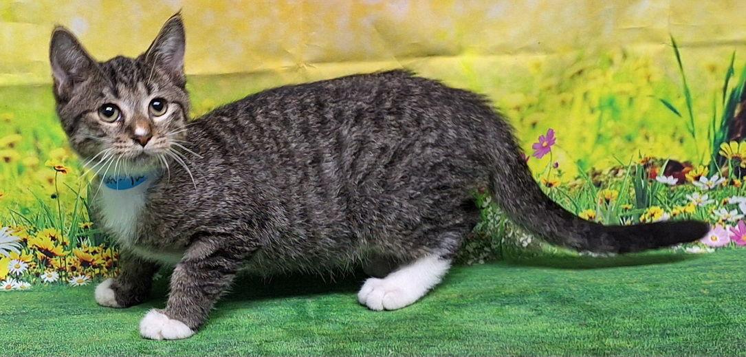 Enlarge 250798  Salt, a Adoptable Domestic Short Hair in Wetumpka, AL image 2/3