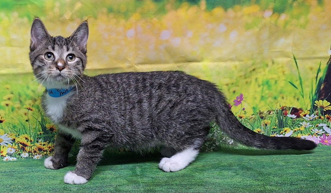 Enlarge 250798  Salt, a Adoptable Domestic Short Hair in Wetumpka, AL image 3/3