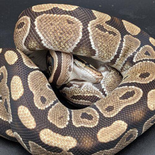 Hermione, Adoptable, Adult Unknown Ball Python.