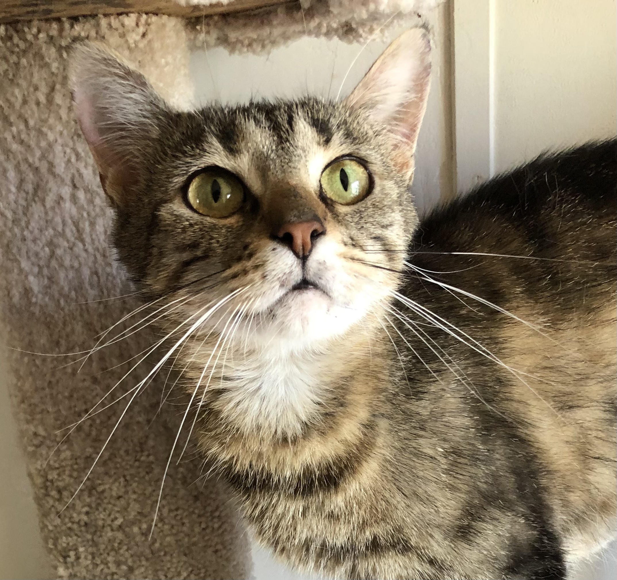 Laney, a Adoptable mixed breed image 1/3