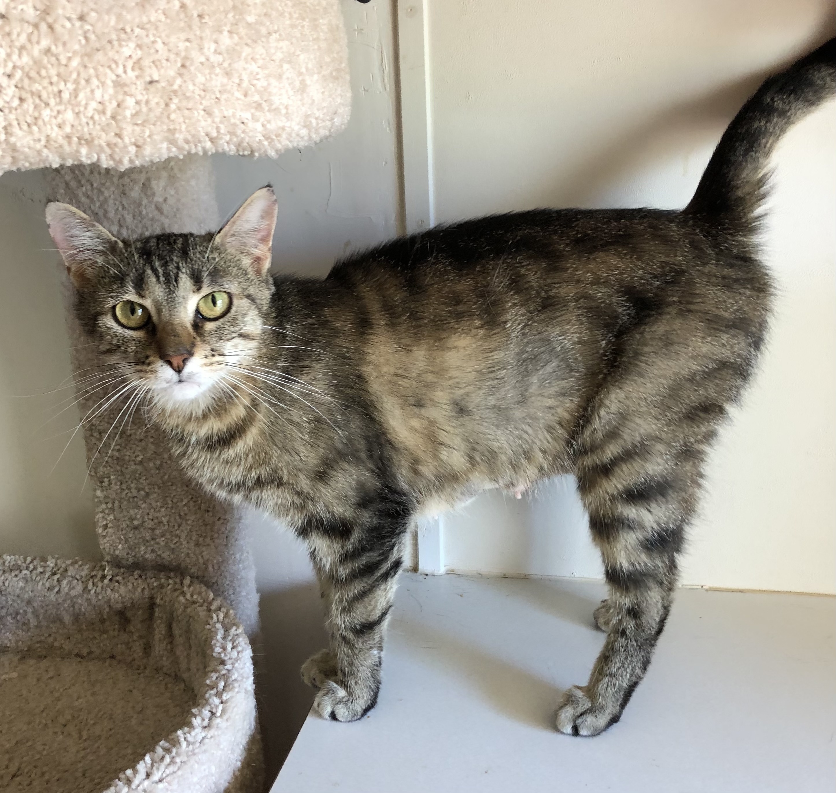 Laney, a Adoptable mixed breed image 2/3