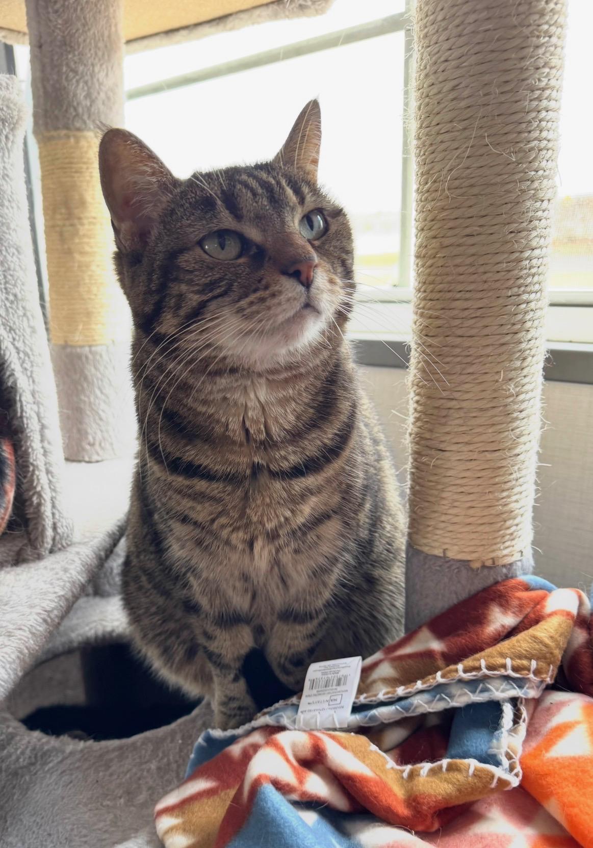 Laney, Adoptable, Adult Female Tiger & Domestic Short Hair.