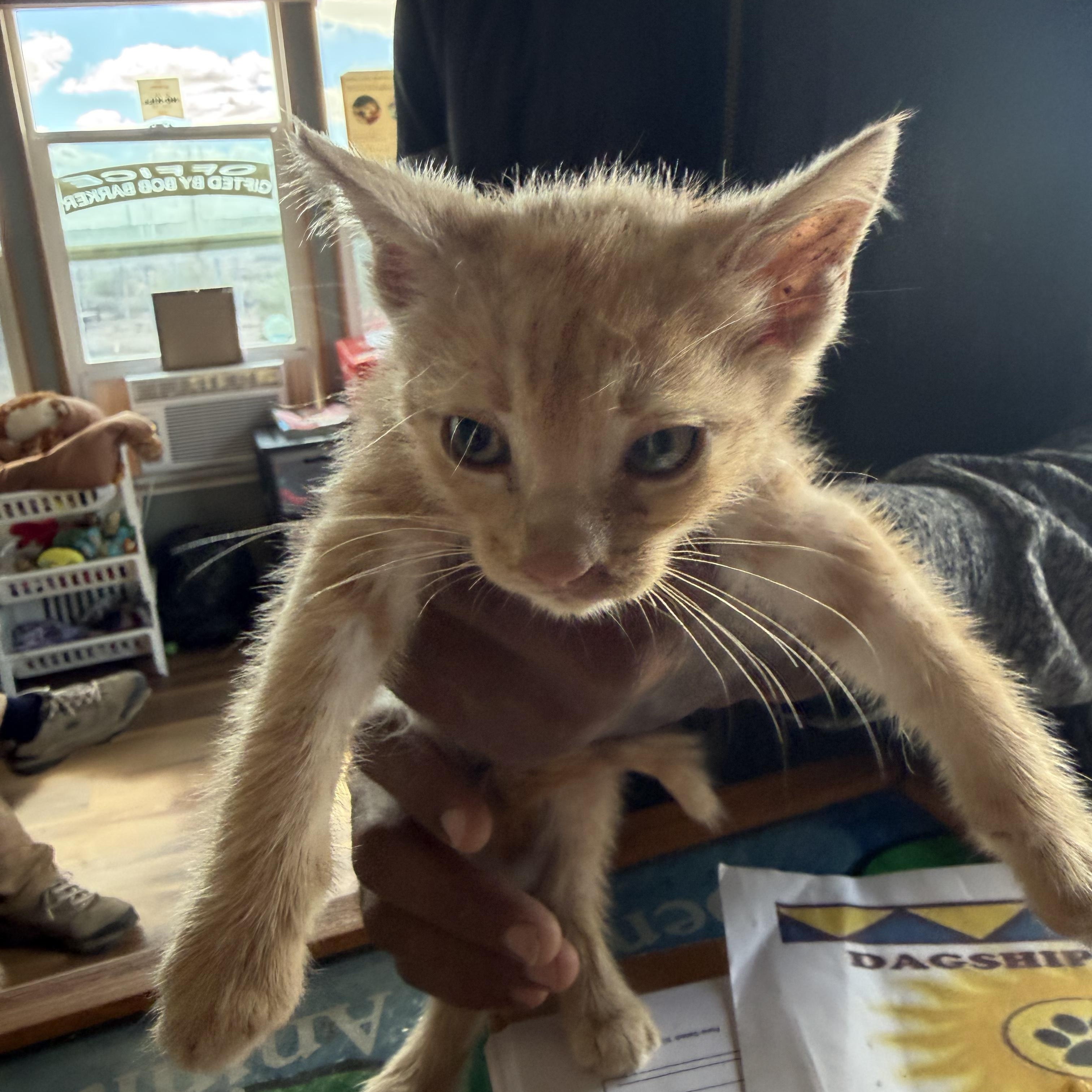 Duke, Adoptable, Kitten Male Domestic Short Hair.