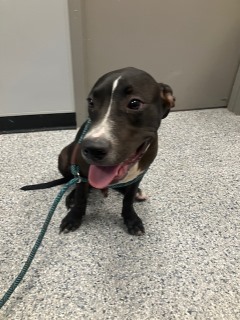 Enlarge Levi, a Adopted American Staffordshire Terrier in Converse, TX image 2/2