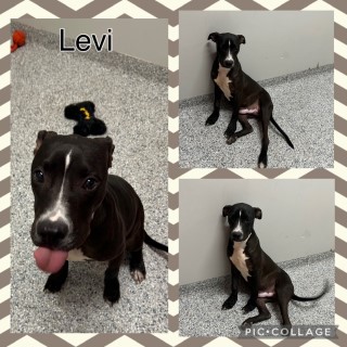 Levi, Adopted, Young Male American Staffordshire Terrier.
