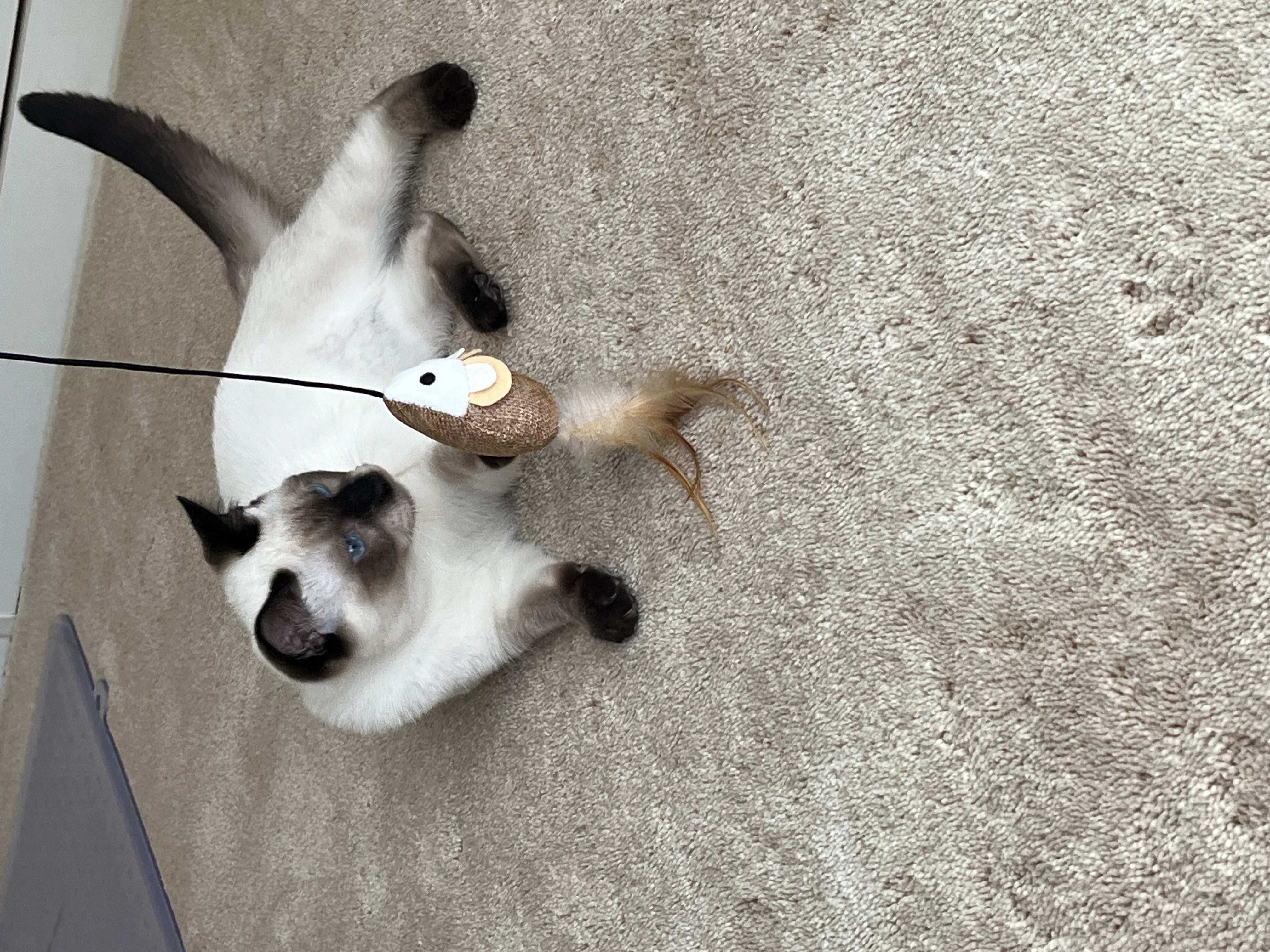 Ty, an adopted Siamese in Nacogdoches, TX image 2/3