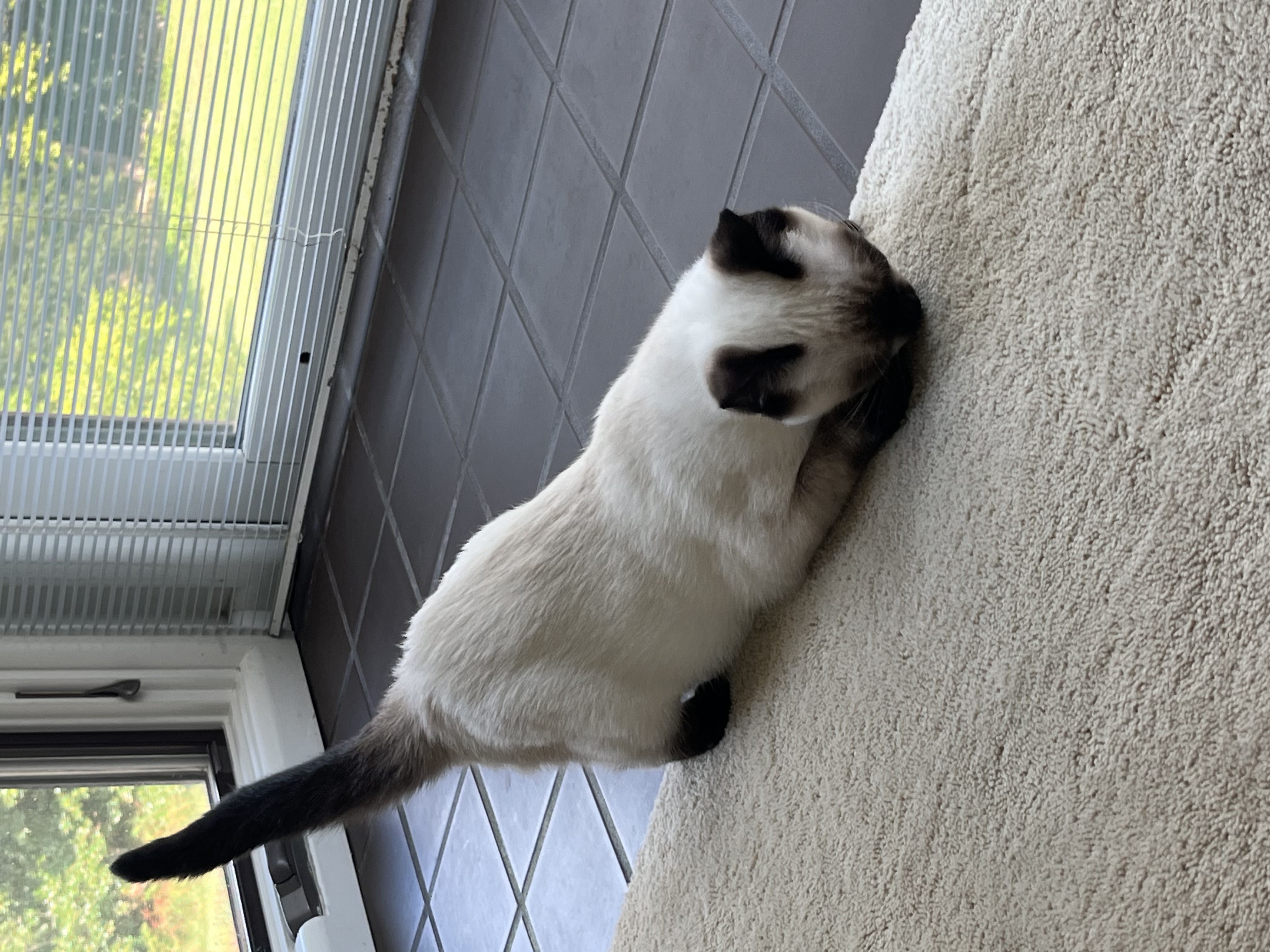 Ty, an adopted Siamese in Nacogdoches, TX image 3/3