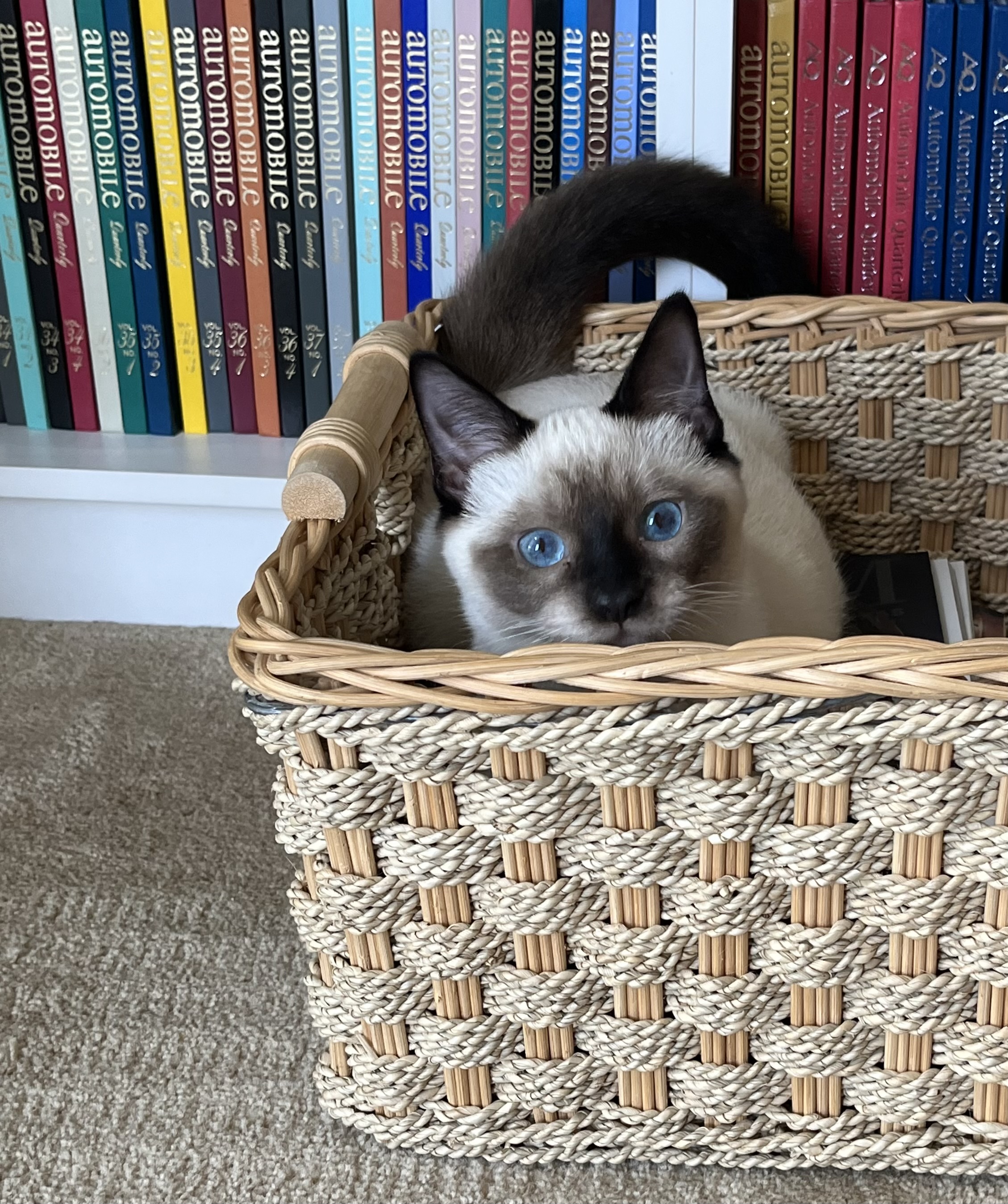 Ty, an adopted Siamese in Nacogdoches, TX image 1/3