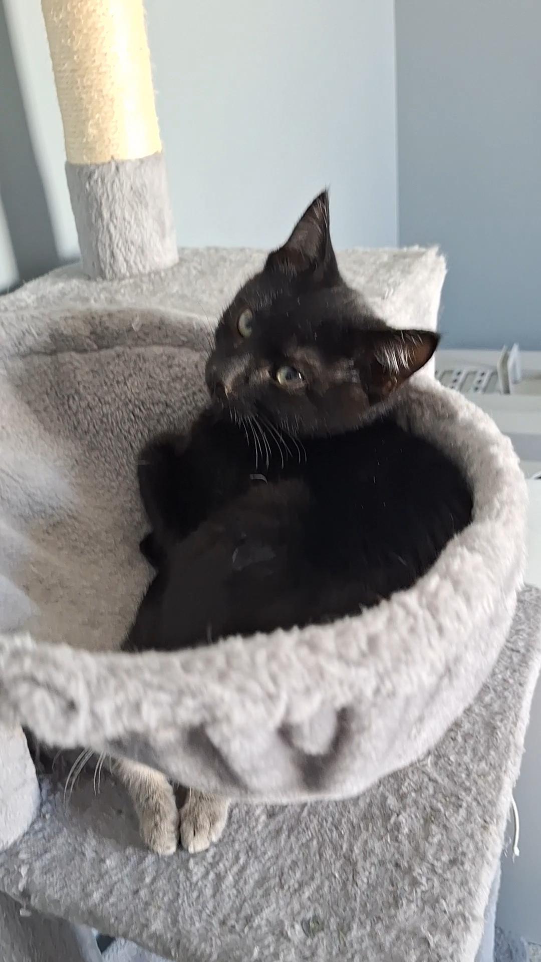 Victor, a Adoptable Domestic Short Hair in BUTLER, PA image 3/4