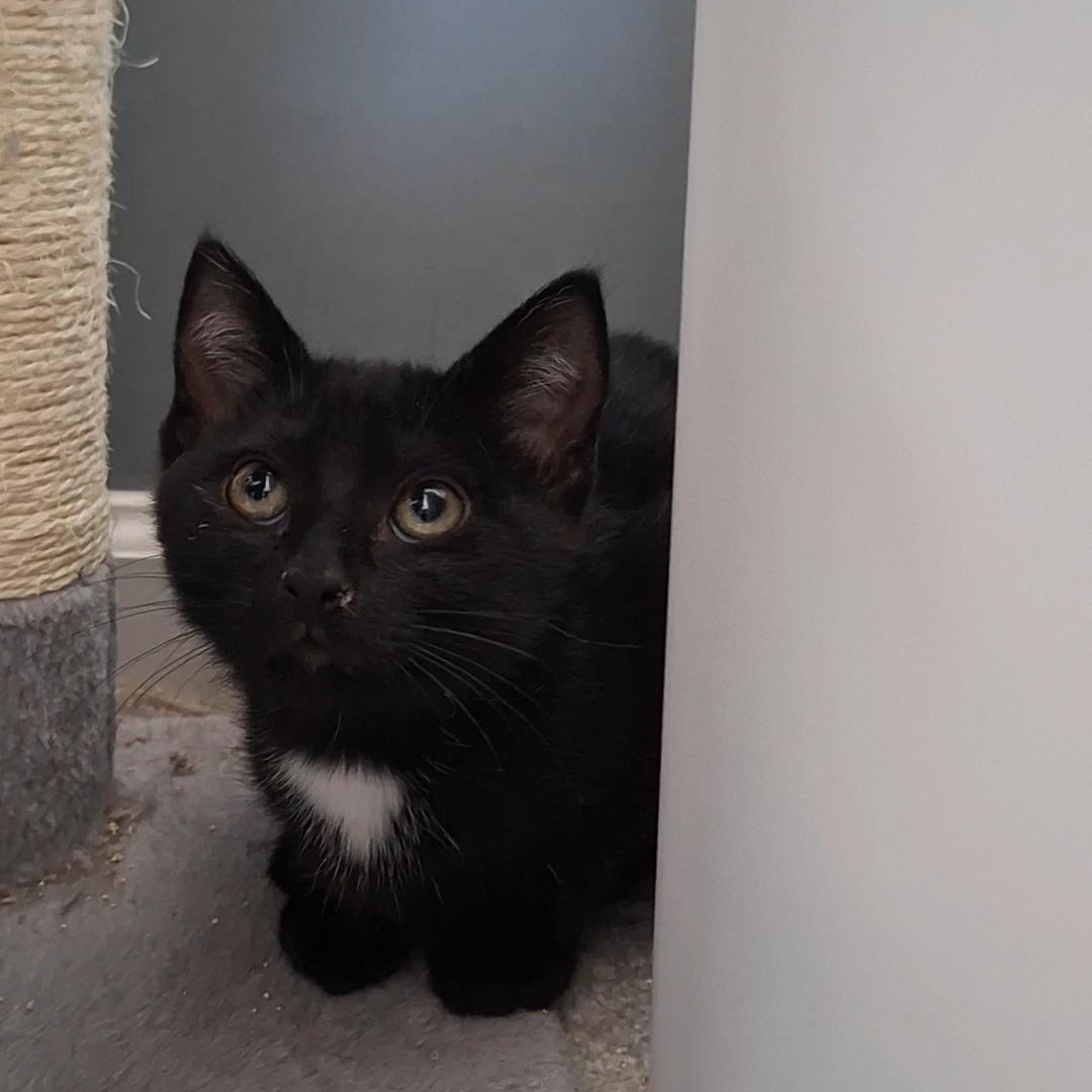 Victor, a Adoptable Domestic Short Hair in BUTLER, PA image 2/4