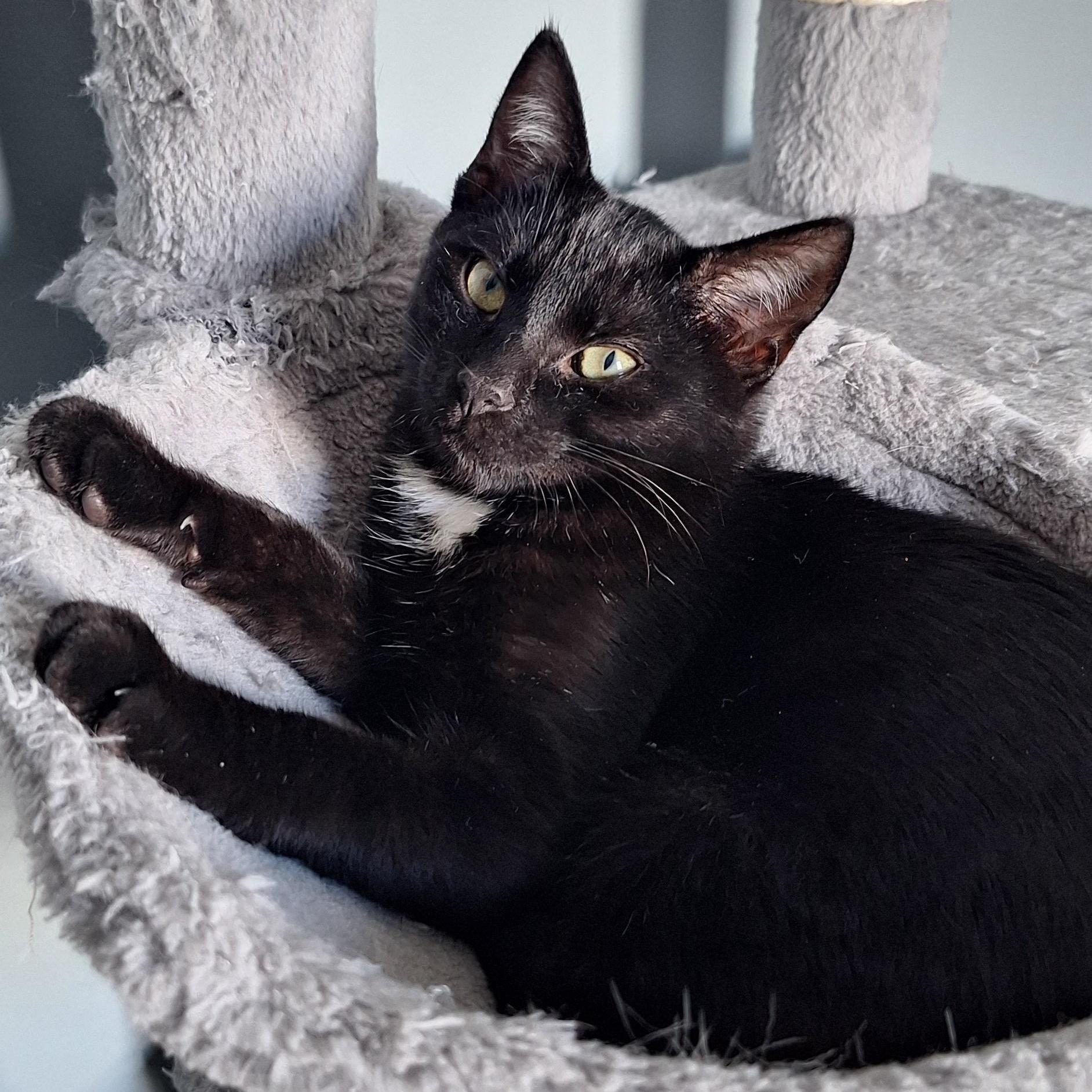 Victor, a Adoptable Domestic Short Hair in BUTLER, PA image 1/4