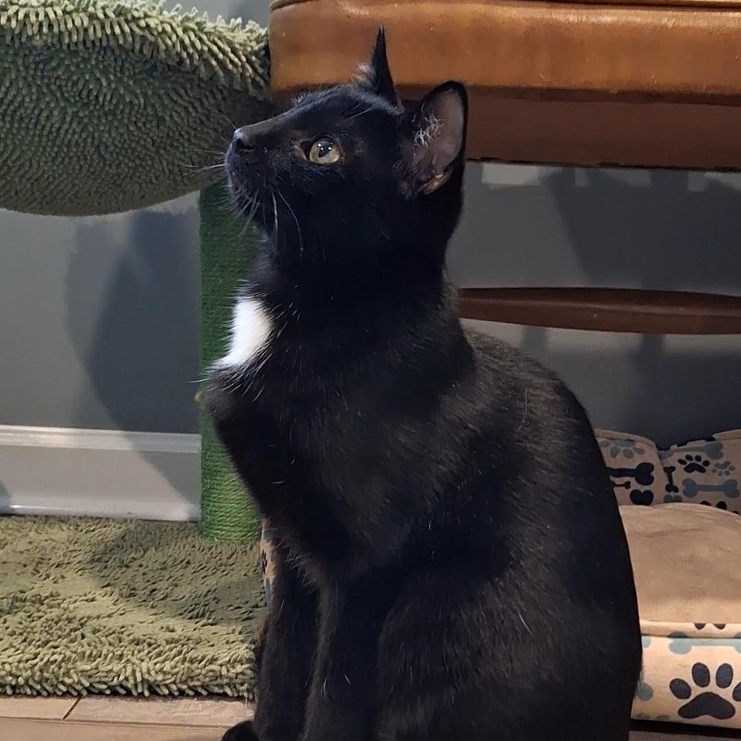 Victor, Adoptable, Kitten Male Domestic Short Hair.