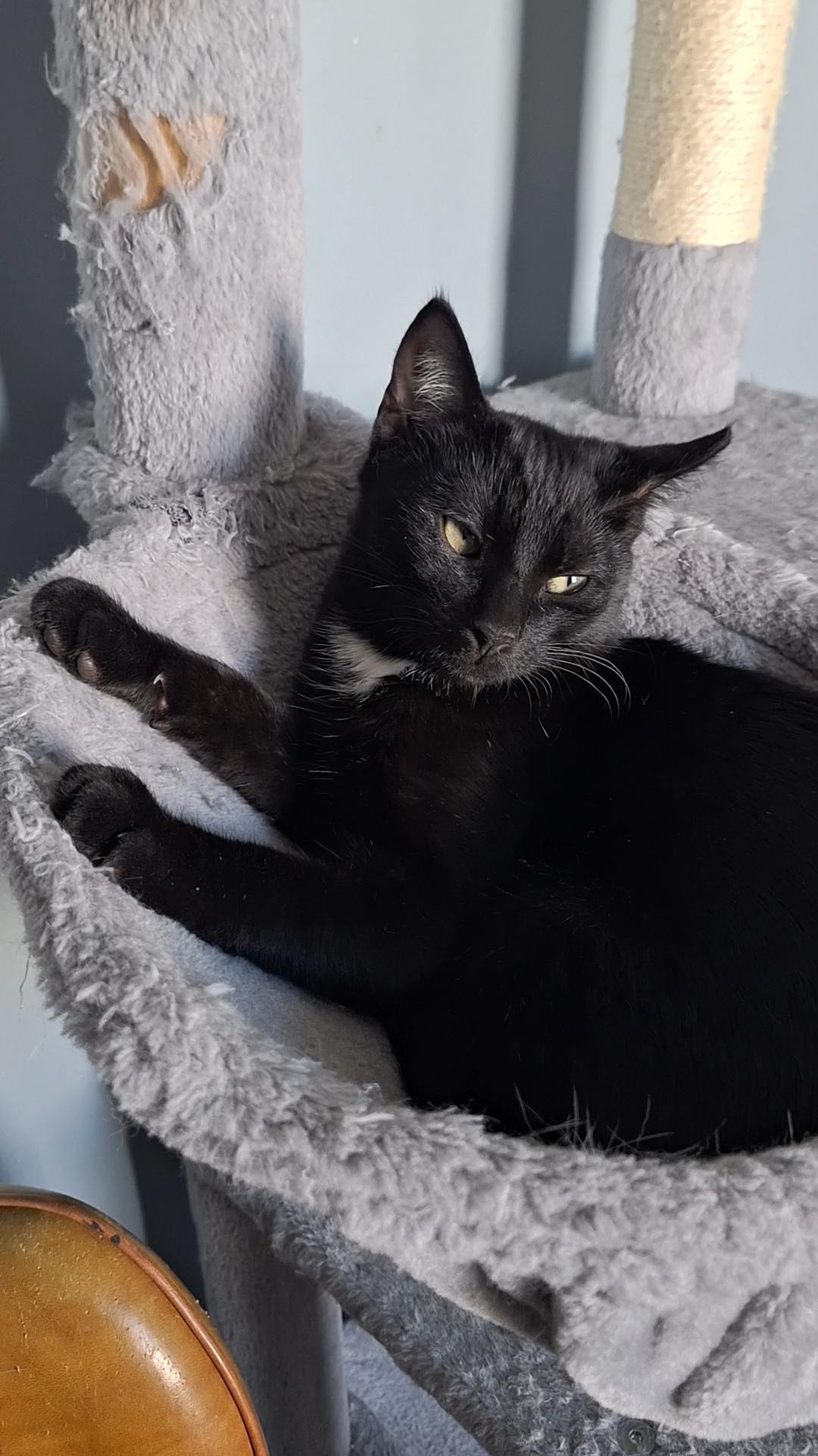 Enlarge Victor, a Adoptable Domestic Short Hair in BUTLER, PA image 4/5