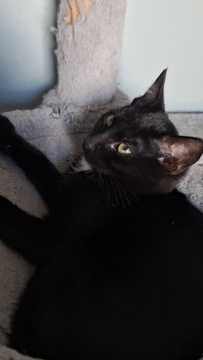 Enlarge Victor, a Adoptable Domestic Short Hair in BUTLER, PA video 4/4