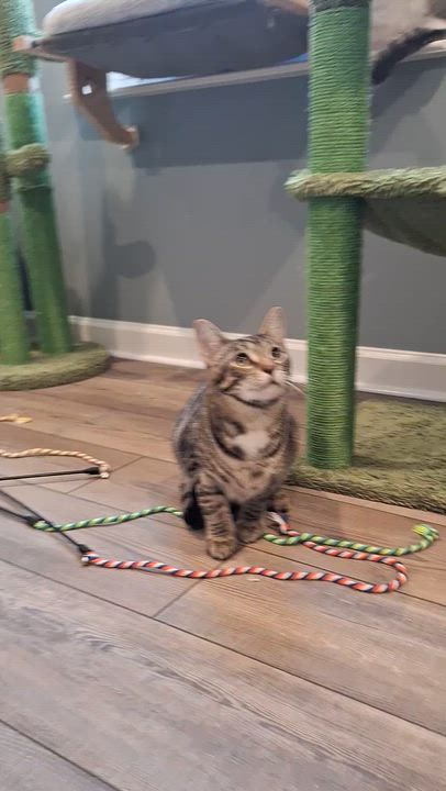 Enlarge Victor, a Adoptable Domestic Short Hair in BUTLER, PA video 5/5