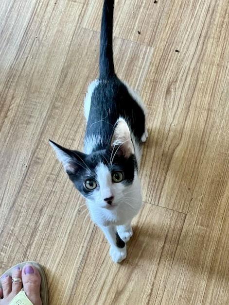 Rory, a Adoptable Domestic Short Hair in Walnut Creek, CA image 1/2